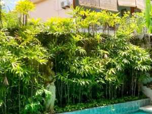 VILLA GUESTHOUSE DI CANGGU BADUNG lokasi di Kab. Badung, tersedia melalui melalui situs Olx