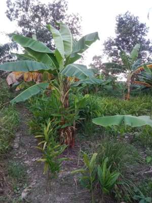 DI JUAL LAHAN MURAH lokasi di Dumai Kota, tersedia melalui melalui situs Olx