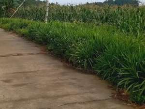 DI JUAL TANAH AREA WISATA TRAWAS PANORAMA GUNUNG PENANGGUNGAN lokasi di Mojokerto Kab., tersedia melalui melalui situs Olx