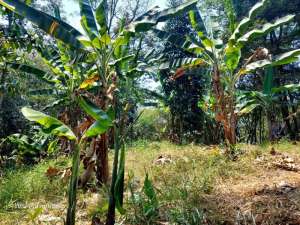 Dijual kebun di medalsari karawang lokasi di Bogor Kab., tersedia melalui melalui situs Olx