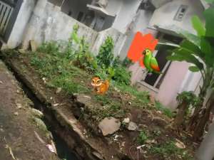 Dijual Rumah Bahan di Citra Indah City 5606Z lokasi di Bekasi Kab., tersedia melalui melalui situs Olx