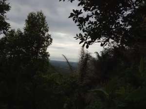 Dijual tanah cengkeh, subur didaerah bali desa silangjana lokasi di Buleleng Kab., tersedia melalui melalui situs Olx