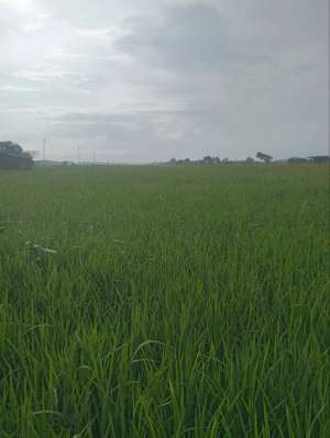 Dijual Tanah SHM lokasi di Ponorogo Kab., tersedia melalui melalui situs Olx