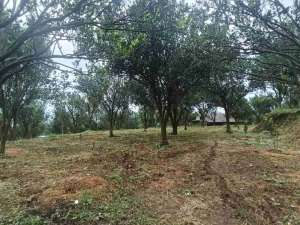 kebun jeruk aktif di Dau petungsewu sumberbendo malang lokasi di Malang Kota, tersedia melalui melalui situs Olx