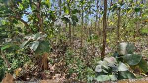 Tanah Luas Palapa Kampial Badung Bali lokasi di Kab. Badung, tersedia melalui melalui situs Olx