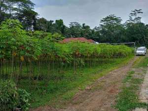 Tanah Murah Barat Purwokerto lokasi di Banyumas Kab., tersedia melalui melalui situs Olx