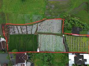 Tanah Sawah Produktive lokasi di Purbalingga Kab., tersedia melalui melalui situs Olx