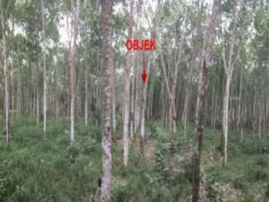 Dijual Tanah Kebun karet Seluas 10.660 m2 Seharga 106.600 JT di Banyuasin - Sumsel lokasi di Palembang Kota, tersedia melalui melalui situs Olx
