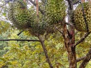 Jual murah Kebun Produktif Pekalongan lokasi di Pekalongan Kab., tersedia melalui melalui situs Olx