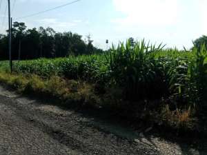Tanah kebun 8500 meter di kotabumi selatan lokasi di Lampung Utara Kab., tersedia melalui melalui situs Olx