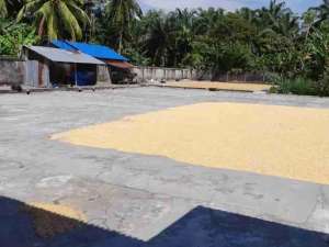 Dijual Kilang Padi, Mahoni, Sawit dan Pisang di Kwala Begumit Binjai lokasi di Langkat Kab., tersedia melalui melalui situs Olx