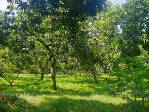 Dijual T. Kebun Subur, Air melimpah,Terpagari 16698 m2 SHM. 2,50 M T.Perantara lokasi di Pasuruan Kab., tersedia melalui melalui situs Olx