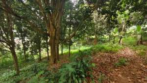 DIJUAL TANAH SHM Di CIBULUH PARUNGKUDA lokasi di Sukabumi Kab., tersedia melalui melalui situs Olx