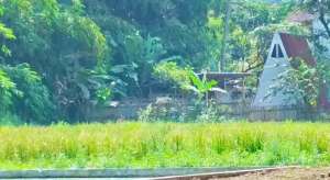 Dijual TANAH SUBUR TERMURAH KOTA SKBMI. NEGO SAMPAI DEAL lokasi di Sukabumi Kota, tersedia melalui melalui situs Olx