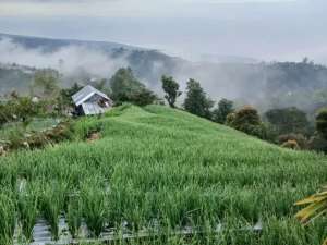 FOR SALE Prime 5,000 sqm Scenic Land in Sukawana, KintamaniPanoramic OceanHill Views lokasi di Kab. Bangli, tersedia melalui melalui situs Olx