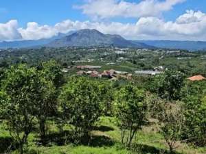 FOR SALE Prime 8,650 sqm Yellow Zone Land in Sukawana, KintamaniPanoramic Mount Batur View lokasi di Kab. Bangli, tersedia melalui melalui situs Olx