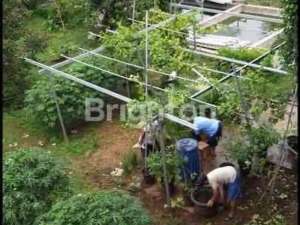 RUMAH 2 LTINDUSTRIAL STYLE DENGAN KEBUN BUAH SIAP PANEN DI RANCA BUNGUR BOGOR. lokasi di Bogor Kab., tersedia melalui melalui situs Olx